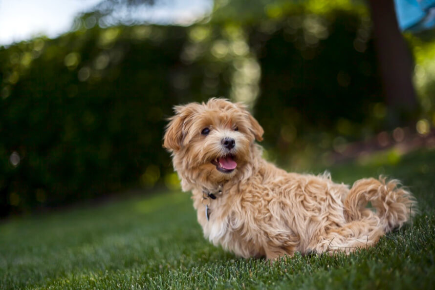 maltipoo kiskutya